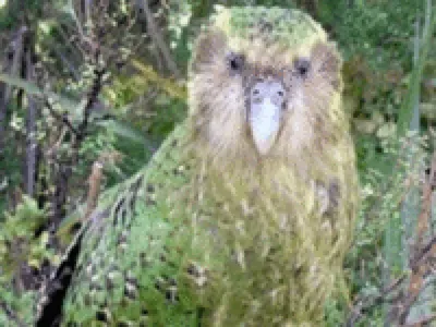 Какапо или Совиный Попугай. | Пикабу