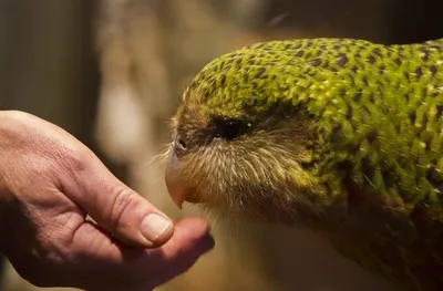 Pin by Kincső Kanyuk on Kakapo | Kakapo, Kakapo parrot, Cute birds