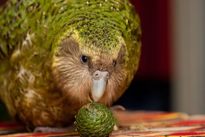 Численность исчезающих новозеландских попугаев достигла максимума с 1970  года - Наука - ТАСС