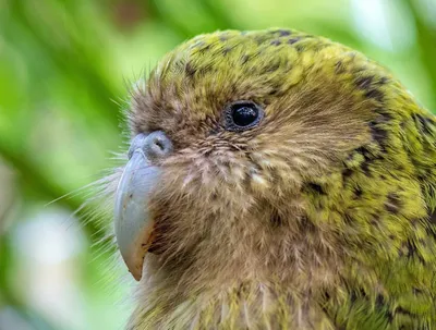 В Новой Зеландии попугаю дали должность пресс-посла - KP.RU