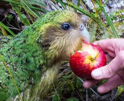 В Новой Зеландии выбрали птицу года - Korrespondent.net