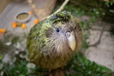 Алоха - Какапо - совиный попугай, который не умеет летать | Facebook