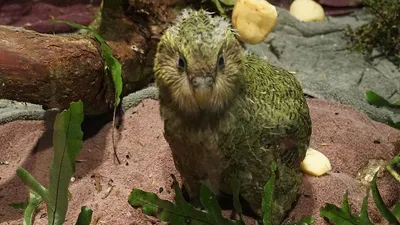 Птица года в Новой Зеландии 2020 - Нелетающий попугай какапо победил на  выборах на звание Птицы года — УНИАН