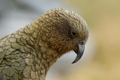 Совиный попугай - уход, содержание и особенности вида