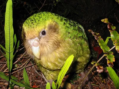 Совиный попугай (какапо) | Попугай, Корни деревьев, Птицы