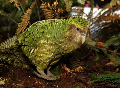 Совиный попугай (Какапо) / Kakapo soví (ABC 8/2007) из бумаги, модели  сборные бумажные скачать бесплатно - Попугай - Животные - Каталог моделей -  «Только бумага»