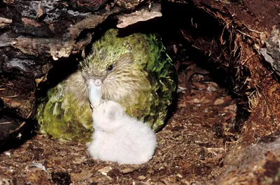Милый нелепый птиц, которому из-за особенностей физиологии грозит вымирание  (14 фото + 1 видео) » Невседома