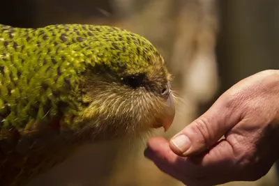 Совиный попугай или какапо: описание и меры по охране попугая