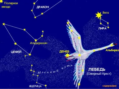 Созвездие Лебедь на небе – Статьи на сайте Четыре глаза