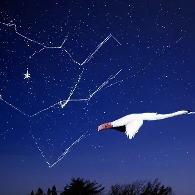 Время понаблюдать за созвездием Лебедь — его видно из любой точки Земли /  Оффтопик / iXBT Live