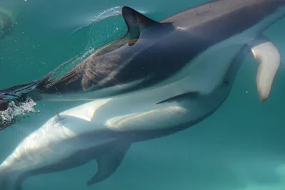 Спаривание дельфинов фото 70 фото