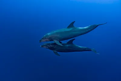 Ученые: от авторитета самца дельфина зависит его репродуктивный успех