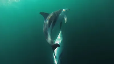 Одеський дельфінарій NEMO - Знаете ли Вы❓ Дельфины устраивают настоящие  романтические ужины!❤️ Члены исследовательской группы в Мексике при помощи  беспилотных камер засняли двух дельфинов, которые передавали друг другу  кусок рыбы. Этот ритуал