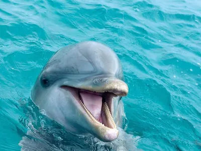 Спаривание рыб калечит дельфинов, выяснили ученые - Рамблер/новости