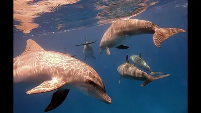 Перн Вики:Размножение дельфинов | Перн Вики | Fandom