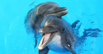 Оказалось, самцы дельфинов образуют союз, чтобы спариться