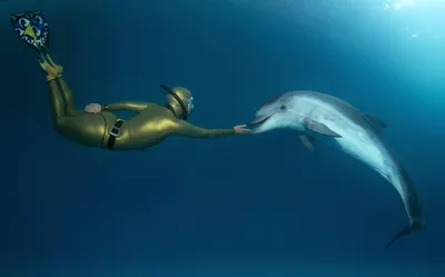 Исследование: наиболее \"общительные\" дельфины дают больше потомства —  Ferra.ru