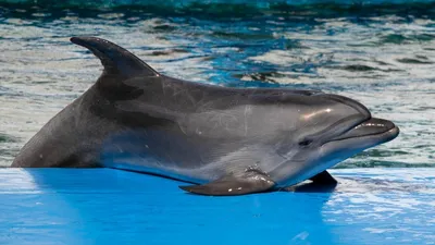 Крымские ученые стали свидетелями любовных утех дельфинов - KP.RU