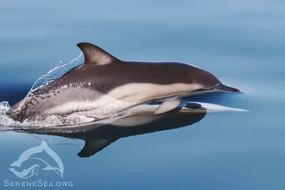Почему клиторы дельфинов удивили ученых — DSnews.ua