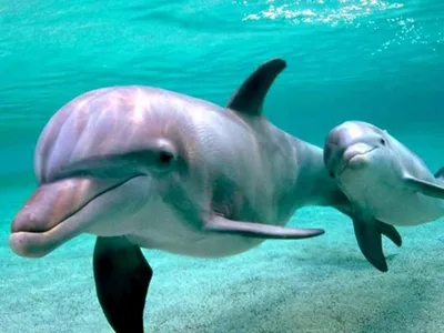 Эти удивительные Дельфины, а также, спаривание ради удовольствия. | Всему  свету | Дзен