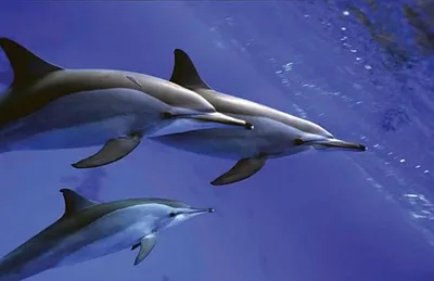 Исследование показало, что самцы дельфинов улучшают свою социальную жизнь,  насвистывая друг на друга - Infobae