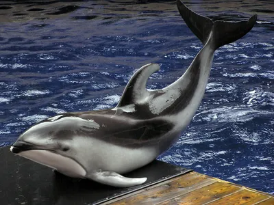 Альфа-самцы дельфинов - Познавательная зоология | Некоммерческий  учебно-познавательный интернет-портал Зоогалактика