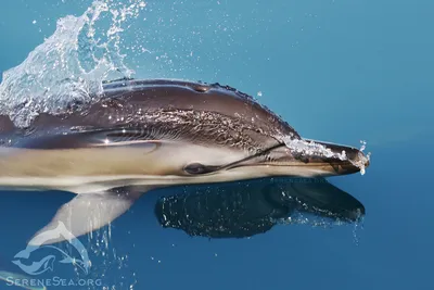 Плавание с дельфинами мешает им заниматься сексом