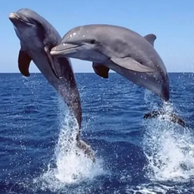 Дельфины способны на детоубийство - Delfi RU
