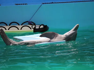 Спаривание Дельфинов С Длинными Счетами — стоковые фотографии и другие  картинки Дельфин - Дельфин, Без людей, Водоплавающее млекопитающее - iStock