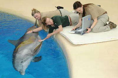 Имеют беспорядочные половые связи: крымские ученые рассказали о личной  жизни дельфинов - KP.RU