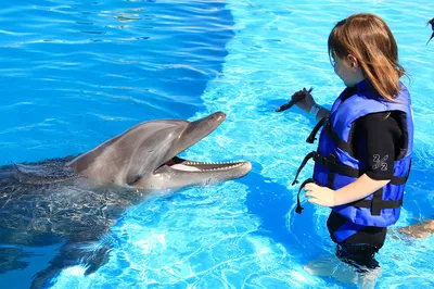 Почему язык дельфинов круче человеческого? Потому что это единственный  межвидовой язык!