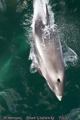 Зачем дельфины убивают и насилуют купающихся людей » BigPicture.ru