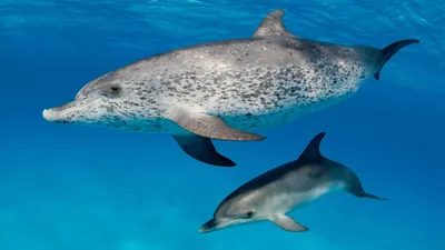Смерть афалины: что кроется за гибелью краснокнижного дельфина в Крыму -  Рамблер/новости