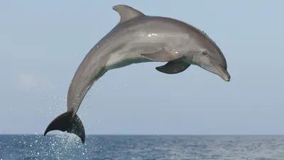 УЗИ для беременных дельфинов - Хорошие новости про животных