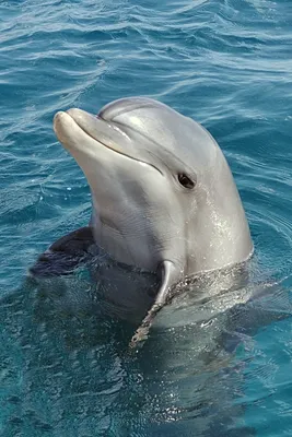 Дельфины – главные сексуальные гиганты Мирового океана | STENA.ee