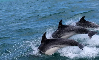 Галантные дельфины | ВКонтакте
