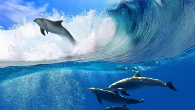 Стая дельфинов у берегов Закинфа - Афинские Новости