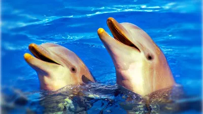 Ученые: дельфины объединяются в «бой-бэнды», чтобы привлекать самок -  Новости Mail.ru