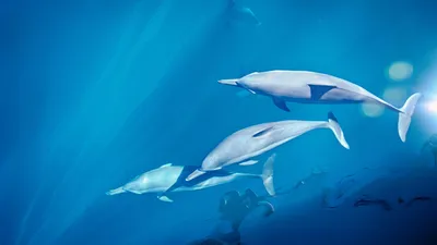 Малайзийские дельфины (Lagenodelphis) | LifeCatalog