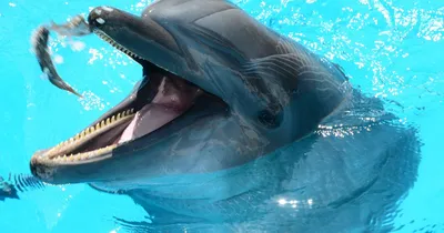 Размножение дельфинов, детеныши дельфинов.