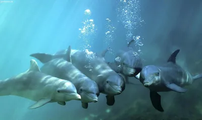 Горбатые дельфины (Sousa) | LifeCatalog