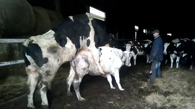 Коровы спаривание на закате Стоковое Изображение - изображение  насчитывающей фото, секс: 174705075