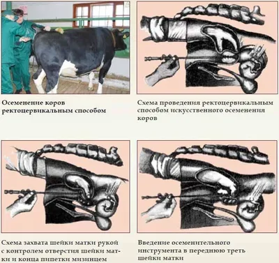 Преимущества и недостатки искусственного и естественного осеменения коров