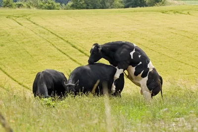 Спаривание коровы и быка весом в тонну. Корова не выдержала его веса -  YouTube