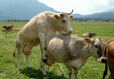 2 Быка коров спаривание на поле Стоковое Фото - изображение насчитывающей  ферма, громоздкого: 186778762