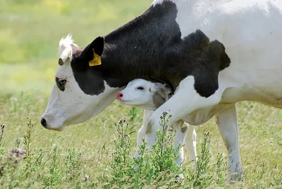 Наш ответ овечке Долли? Зачем в Якутии взялись клонировать корову | наука |  ОБЩЕСТВО | АиФ Якутия