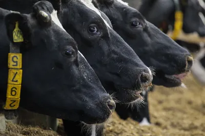 Перевод часов вызывает стресс у коров и домашних любимцев | Природа | ERR