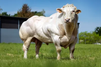 Топ-10 самых больших пород коров в мире | Интересные факты о кино | Дзен