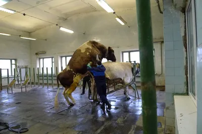 Искусственное осеменение коров - ГБУ КО «Перемышльская станция по борьбе с  болезнями животных»