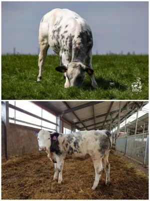 Искусственное осеменение коров и телок: способы, подготовка и проведение